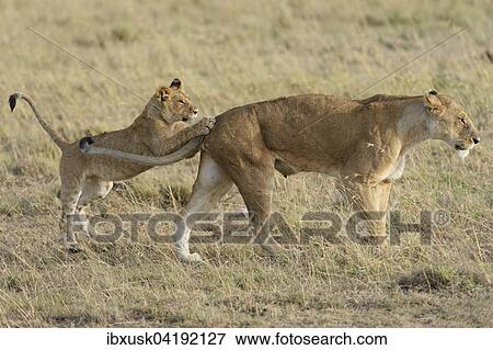 Lion (Panthera leo) cub playing with its mother, Maasai Mara National Reserve, Narok County, Kenya, Africa View Large Photo Image Stock Photo - Lion (Panthera leo) cub playing with its mother, Maasai Mara National Reserve, Narok County, Kenya, Africa. Fotosearch
