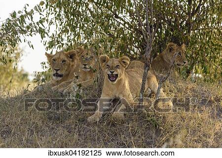 Stock Photography - Lion (Panthera leo) cubs lying in the bushes, Maasai Mara National Reserve, Narok County, Kenya, Africa. Fotosearch