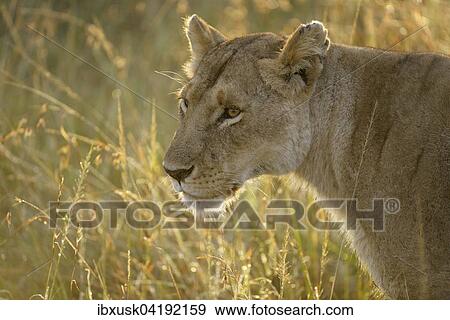 Lioness (Panthera leo), backlit, Maasai Mara National Reserve, Narok County, Kenya, Africa View Large Photo Image Stock Photo - Lioness (Panthera leo), backlit, Maasai Mara National Reserve, Narok County, Kenya, Africa. Fotosearch