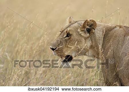 Lioness (Panthera leo) in tall grass, Maasai Mara National Reserve, Narok County, Kenya, Africa View Large Photo Image Picture - Lioness (Panthera leo) in tall grass, Maasai Mara National Reserve, Narok County, Kenya, Africa. Fotosearch