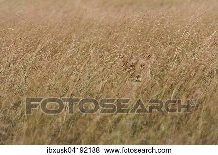 Lioness (Panthera leo) lying in the tall grass, looking out, Maasai Mara National Reserve, Narok County, Kenya, Africa View Large Photo Image Stock Photo - Lioness (Panthera leo) lying in the tall grass, looking out, Maasai Mara National Reserve, Narok County, Kenya, Africa. Fotosearch