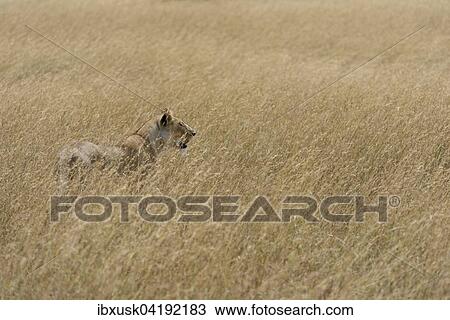 Lioness (Panthera leo) on the lookout, in the tall grass, Maasai Mara National Reserve, Narok County, Kenya, Africa View Large Photo Image Stock Image - Lioness (Panthera leo) on the lookout, in the tall grass, Maasai Mara National Reserve, Narok County, Kenya, Africa. Fotosearch
