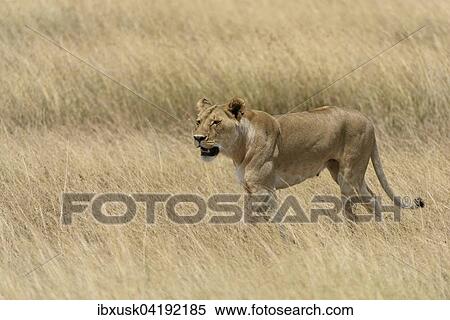 Lioness (Panthera leo) roaming through the tall grass, Maasai Mara National Reserve, Narok County, Kenya, Africa View Large Photo Image Stock Photography - Lioness (Panthera leo) roaming through the tall grass, Maasai Mara National Reserve, Narok County, Kenya, Africa. Fotosearch