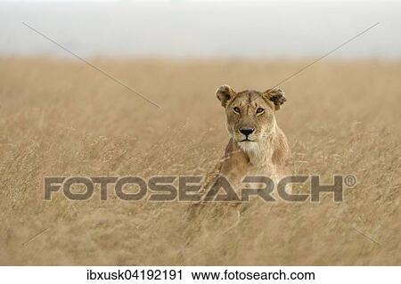 Lioness (Panthera leo) sitting in tall grass, Maasai Mara National Reserve, Narok County, Kenya, Africa View Large Photo Image Stock Image - Lioness (Panthera leo) sitting in tall grass, Maasai Mara National Reserve, Narok County, Kenya, Africa. Fotosearch