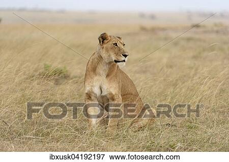 Lioness (Panthera leo) sitting in the grass, Maasai Mara National Reserve, Narok County, Kenya, Africa View Large Photo Image Stock Photo - Lioness (Panthera leo) sitting in the grass, Maasai Mara National Reserve, Narok County, Kenya, Africa. Fotosearch