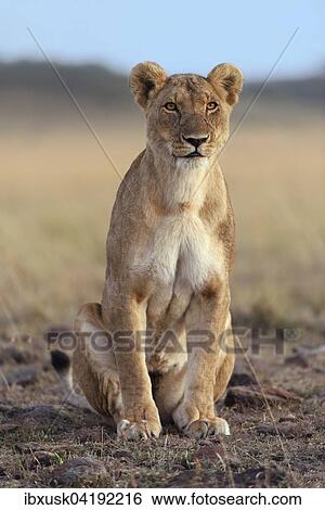 Lioness (Panthera leo), sitting, Maasai Mara National Reserve, Narok County, Kenya, Africa View Large Photo Image Stock Photograph - Lioness (Panthera leo), sitting, Maasai Mara National Reserve, Narok County, Kenya, Africa. Fotosearch