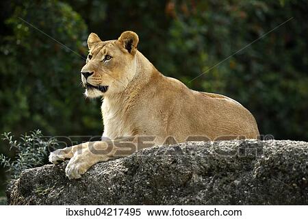Stock Photography - Lioness (Panthera leo), sitting on a rock, captive. Fotosearch