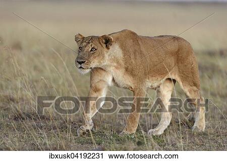 Lioness (Panthera leo) submissively approaching the male pack-leader, Maasai Mara National Reserve, Narok County, Kenya, Africa View Large Photo Image Stock Image - Lioness (Panthera leo) submissively approaching the male pack-leader, Maasai Mara National Reserve, Narok County, Kenya, Africa. Fotosearch