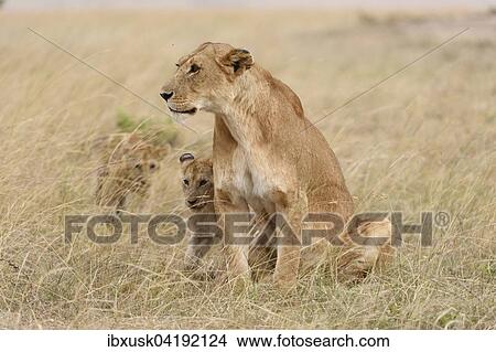 Lioness (Panthera leo) with cubs, Maasai Mara National Reserve, Narok County, Kenya, Africa View Large Photo Image Picture - Lioness (Panthera leo) with cubs, Maasai Mara National Reserve, Narok County, Kenya, Africa. Fotosearch