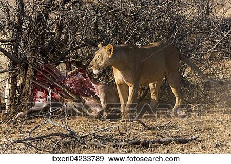 Stock Photo - Lioness (Panthera leo) with hidden prey, East African oryx (Oryx Beisa), Samburu National Reserve, Kenya, Africa. Fotosearch