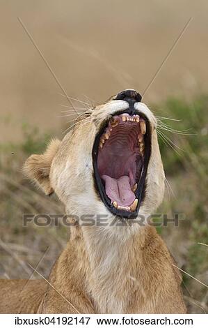 Lioness (Panthera leo), yawning, Maasai Mara National Reserve, Narok County, Kenya, Africa View Large Photo Image Stock Photo - Lioness (Panthera leo), yawning, Maasai Mara National Reserve, Narok County, Kenya, Africa. Fotosearch