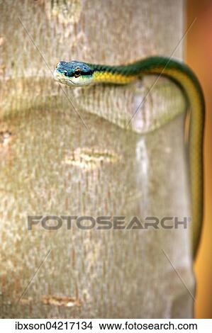 Picture - Lora or parrot snake (Leptophis ahaetulla), adult on tree, Pantanal, Mato Grosso, Brazil, South America. Fotosearch