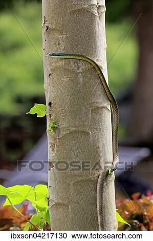Lora or parrot snake (Leptophis ahaetulla), adult on a tree, with tongue out, Pantanal, Mato Grosso, Brazil, South America View Large Photo Image Stock Image - Lora or parrot snake (Leptophis ahaetulla), adult on a tree, with tongue out, Pantanal, Mato Grosso, Brazil, South America. Fotosearch