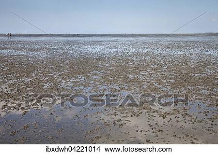 Low tide in the Lower Saxon Wadden Sea National Park, North Sea, Lower Saxony, Germany, Europe View Large Photo Image Picture - Low tide in the Lower Saxon Wadden Sea National Park, North Sea, Lower Saxony, Germany, Europe. Fotosearch