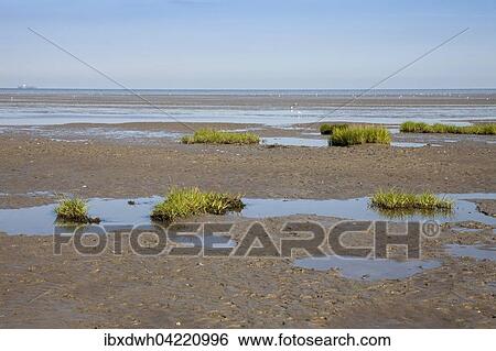 Low tide in the Lower Saxon Wadden Sea National Park, North Sea, Lower Saxony, Germany, Europe View Large Photo Image Stock Photograph - Low tide in the Lower Saxon Wadden Sea National Park, North Sea, Lower Saxony, Germany, Europe. Fotosearch