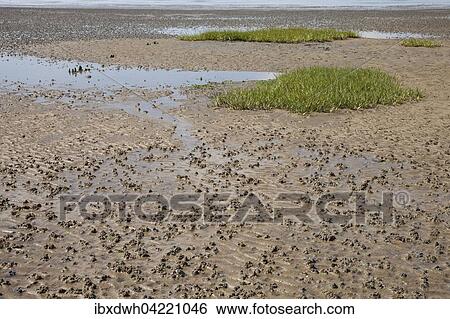 Low tide in the Lower Saxon Wadden Sea National Park, North Sea, Lower Saxony, Germany, Europe View Large Photo Image Stock Photograph - Low tide in the Lower Saxon Wadden Sea National Park, North Sea, Lower Saxony, Germany, Europe. Fotosearch