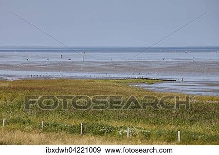 Lower Saxon Wadden Sea National Park, North Sea, Lower Saxony, Germany, Europe View Large Photo Image Stock Photo - Lower Saxon Wadden Sea National Park, North Sea, Lower Saxony, Germany, Europe. Fotosearch