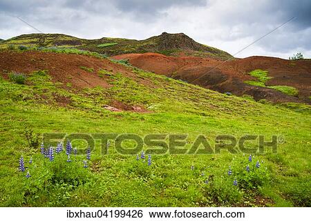 Stock Photograph - Lupines, green grass and ocher colored hills in the geothermal area Haukadalur, Iceland, Europe. Fotosearch