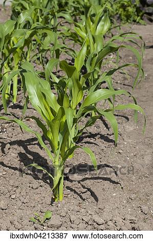 Maize (Zea mays) stalks View Large Photo Image Stock Photo - Maize (Zea mays) stalks. Fotosearch
