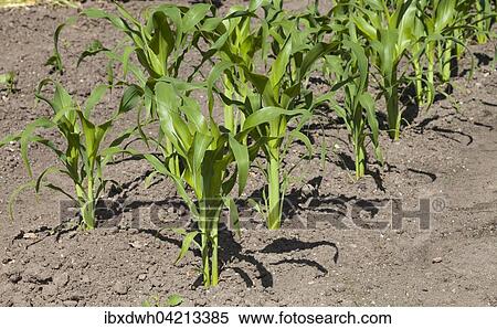 Stock Photography - Maize (Zea mays) stalks. Fotosearch