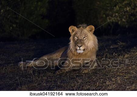 Male lion (Panthera leo) at night, Maasai Mara National Reserve, Narok County, Kenya, Africa View Large Photo Image Picture - Male lion (Panthera leo) at night, Maasai Mara National Reserve, Narok County, Kenya, Africa. Fotosearch