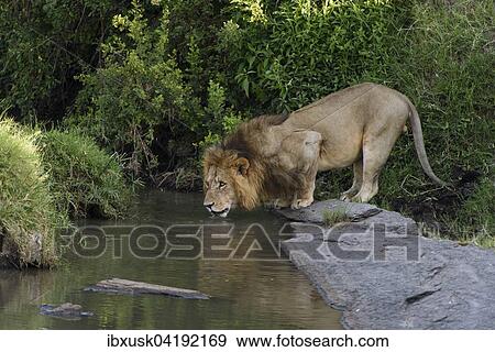 Male lion (Panthera leo), drinking, Maasai Mara National Reserve, Narok County, Kenya, Africa View Large Photo Image Stock Photo - Male lion (Panthera leo), drinking, Maasai Mara National Reserve, Narok County, Kenya, Africa. Fotosearch