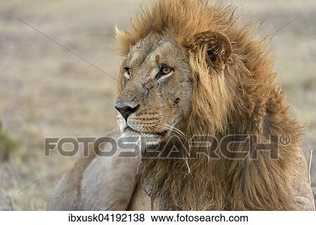 Male lion (Panthera leo), Maasai Mara National Reserve, Narok County, Kenya, Africa View Large Photo Image Stock Photo - Male lion (Panthera leo), Maasai Mara National Reserve, Narok County, Kenya, Africa. Fotosearch