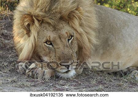 Male lion (Panthera leo), Maasai Mara National Reserve, Narok County, Kenya, Africa View Large Photo Image Stock Photography - Male lion (Panthera leo), Maasai Mara National Reserve, Narok County, Kenya, Africa. Fotosearch
