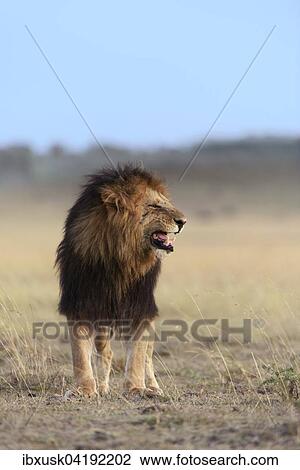Male lion (Panthera leo) with a dark mane, black maned lion, Maasai Mara National Reserve, Narok County, Kenya, Africa View Large Photo Image Stock Image - Male lion (Panthera leo) with a dark mane, black maned lion, Maasai Mara National Reserve, Narok County, Kenya, Africa. Fotosearch