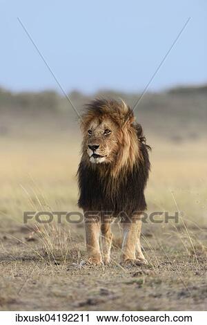 Male lion (Panthera leo) with a dark mane, black maned lion, Maasai Mara National Reserve, Narok County, Kenya, Africa View Large Photo Image Stock Image - Male lion (Panthera leo) with a dark mane, black maned lion, Maasai Mara National Reserve, Narok County, Kenya, Africa. Fotosearch