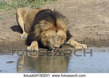 Male lion (Panthera leo) with a dark mane, drinking, Maasai Mara National Reserve, Narok County, Kenya, Africa View Large Photo Image Stock Image - Male lion (Panthera leo) with a dark mane, drinking, Maasai Mara National Reserve, Narok County, Kenya, Africa. Fotosearch