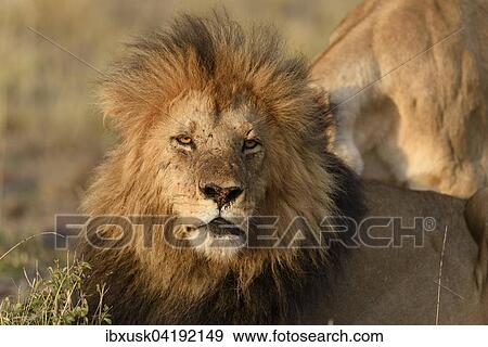 Stock Photo - Male lion (Panthera leo) with a dark mane in the morning light, black maned lion, Maasai Mara National Reserve, Narok County, Kenya, Africa. Fotosearch