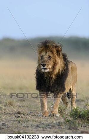 Male lion (Panthera leo) with a dark mane, black maned lion, Maasai Mara National Reserve, Narok County, Kenya, Africa View Large Photo Image Stock Photo - Male lion (Panthera leo) with a dark mane, black maned lion, Maasai Mara National Reserve, Narok County, Kenya, Africa. Fotosearch