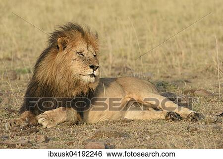 Male lion (Panthera leo) with a dark mane in the morning light, black maned lion, Maasai Mara National Reserve, Narok County, Kenya, Africa View Large Photo Image Stock Photograph - Male lion (Panthera leo) with a dark mane in the morning light, black maned lion, Maasai Mara National Reserve, Narok County, Kenya, Africa. Fotosearch