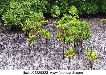 Mangroves (Avicennia marina) at low tide, Curieuse Island, Seychelles, Africa View Large Photo Image Stock Image - Mangroves (Avicennia marina) at low tide, Curieuse Island, Seychelles, Africa. Fotosearch