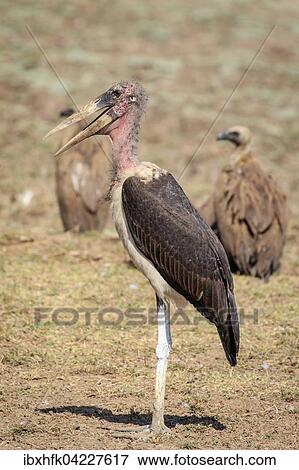 Stock Photo - Marabou stork (Leptoptilos crumeniferus), white-backed vulture (Gyps africanus) behind, South Luangwa National Park, Zambia, Africa. Fotosearch