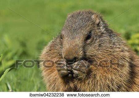 Marmot (Marmota), feeding, Reichenstein, Styria, Austria, Europe View Large Photo Image Stock Photo - Marmot (Marmota), feeding, Reichenstein, Styria, Austria, Europe. Fotosearch