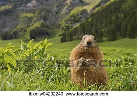 Marmot (Marmota), in a meadow, mountain landscape, Reichenstein, Styria, Austria, Europe View Large Photo Image Stock Image - Marmot (Marmota), in a meadow, mountain landscape, Reichenstein, Styria, Austria, Europe. Fotosearch