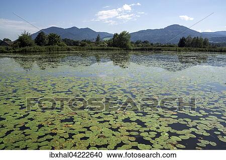 Stock Image - Marsh pond, pond with water lilies, Benediktbeurer moor, Benediktbeuern, Upper Bavaria, Bavaria, Germany, Europe. Fotosearch