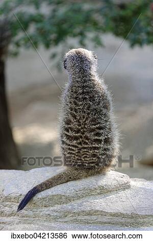 Meerkat (Suricata suricatta), from behind, sitting on a rock, prevalent in Africa, captive View Large Photo Image Stock Photograph - Meerkat (Suricata suricatta), from behind, sitting on a rock, prevalent in Africa, captive. Fotosearch