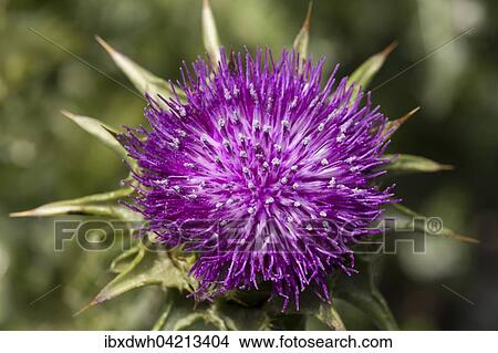 Picture - Milk thistle (Silybum marianum), prevalent in the Mediterranean area. Fotosearch