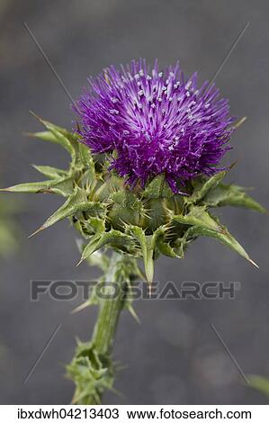 Stock Image - Milk thistle (Silybum marianum), prevalent in the Mediterranean area. Fotosearch