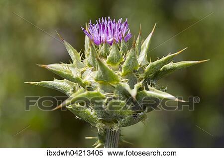 Milk thistle (Silybum marianum), prevalent in the Mediterranean area View Large Photo Image Stock Photography - Milk thistle (Silybum marianum), prevalent in the Mediterranean area. Fotosearch