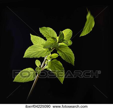 Stock Image - Mint (Mentha) against a black background. Fotosearch