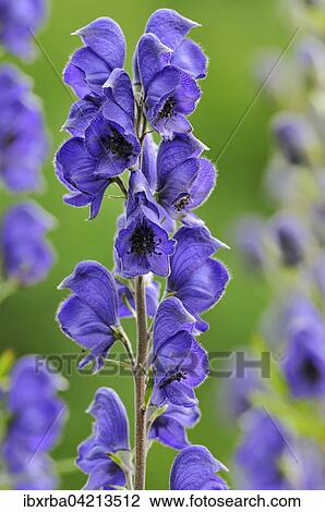 Monkshood (Aconitum) with inflorescence, Germany, Europe View Large Photo Image Stock Image - Monkshood (Aconitum) with inflorescence, Germany, Europe. Fotosearch