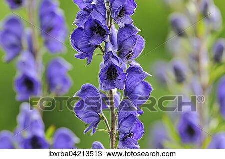 Stock Image - Monkshood (Aconitum) with inflorescence, Germany, Europe. Fotosearch