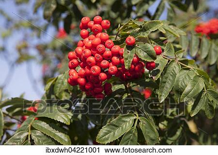 Mountain ash or rowan (Sorbus aucuparia) View Large Photo Image Stock Image - Mountain ash or rowan (Sorbus aucuparia). Fotosearch