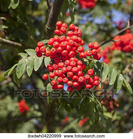 Mountain ash or rowan (Sorbus aucuparia) View Large Photo Image Stock Photo - Mountain ash or rowan (Sorbus aucuparia). Fotosearch
