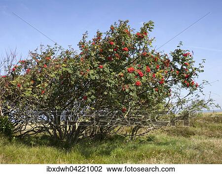 Mountain ash or rowan (Sorbus aucuparia) near the dunes, nature reserve Duhner Heide, Lower Saxony, Germany, Europe View Large Photo Image Stock Image - Mountain ash or rowan (Sorbus aucuparia) near the dunes, nature reserve Duhner Heide, Lower Saxony, Germany, Europe. Fotosearch
