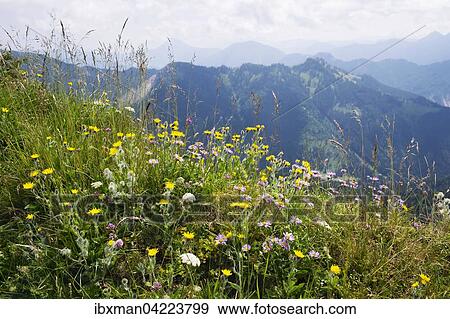 Mountain flower meadow on Hochgern, shaggy hawkweed (Hieracium villosum) and alpine aster (Aster alpinus), Chiemgau Alps, Upper Bavaria, Bavaria, Germany, Europe View Large Photo Image Stock Photo - Mountain flower meadow on Hochgern, shaggy hawkweed (Hieracium villosum) and alpine aster (Aster alpinus), Chiemgau Alps, Upper Bavaria, Bavaria, Germany, Europe. Fotosearch